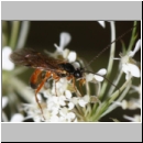 Phobetes atomator - Schlupfwespe m01d -8-9mm - OS-Hasbergen Lehmwiese det06.jpg